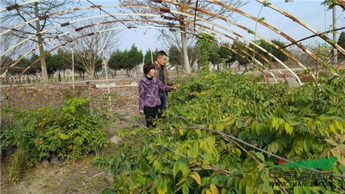 安徽蕪湖紫藤行情好前景廣